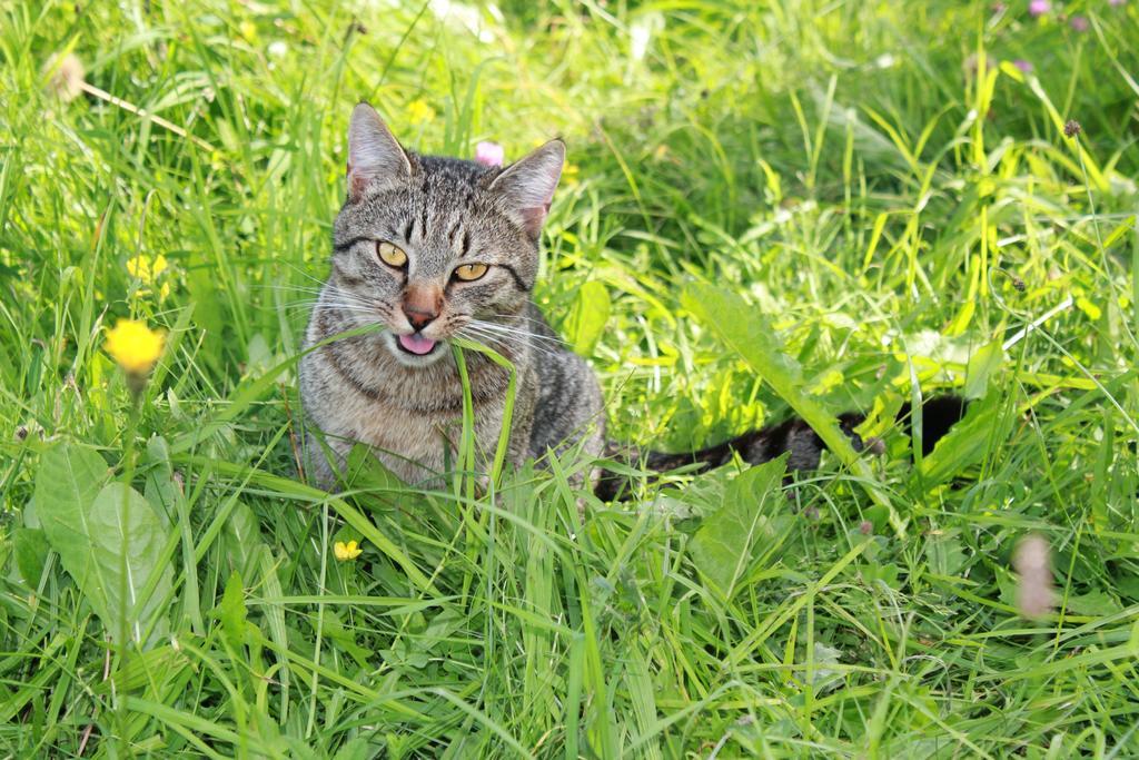 Pension Sonnwendhof ラムサウ・アム・ダッハシュタイン エクステリア 写真